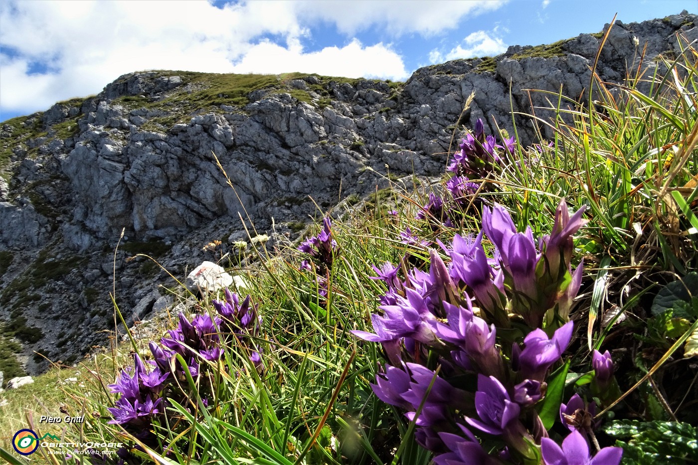 49 Sul sentiero spettacolo di   gentiana anisodonta-ramosa in piena fioritura.JPG